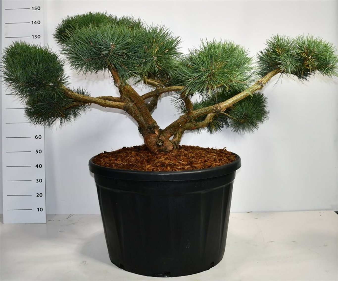 Pinus sylv. 'Repens' - 150-175 CM Bonsai Cont.